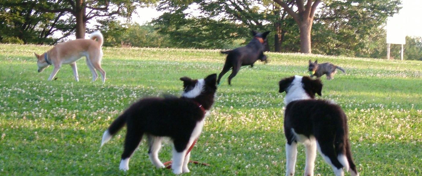 垂水オアシス動物病院の動物たち