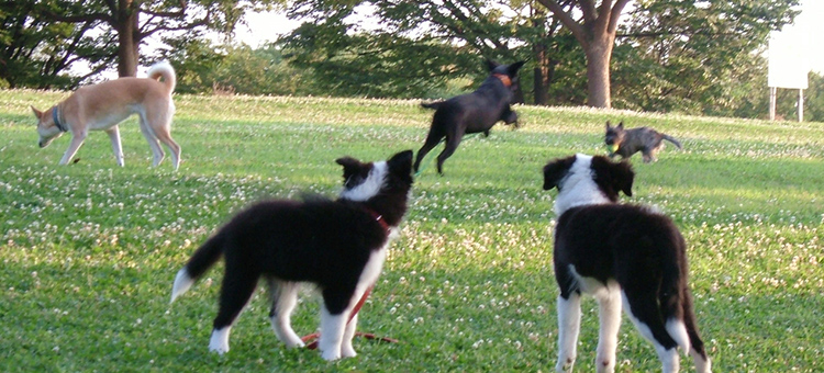 垂水オアシス動物病院の動物たち